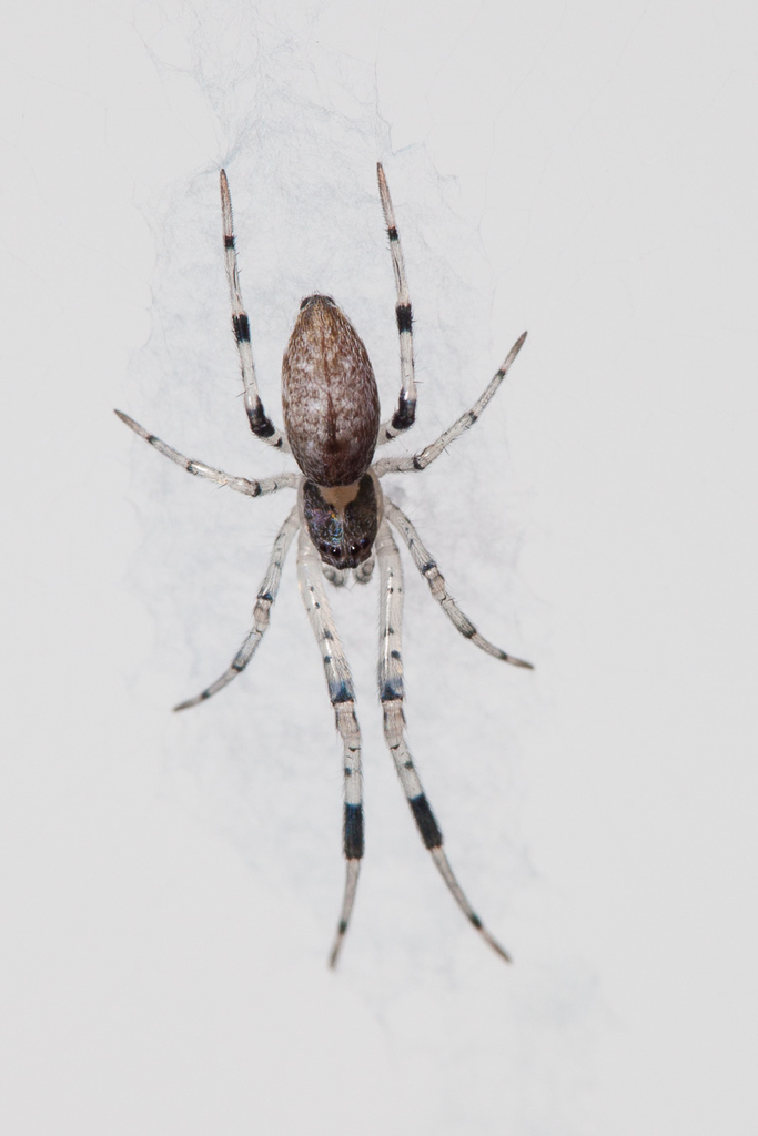 Ninja-star Ceiling Spider (Araneae (spiders) of the Chagos Archipelago ...