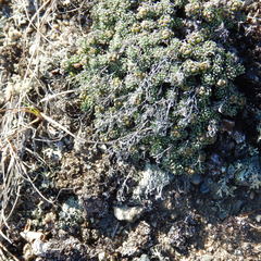 Draba oligosperma