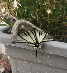Protographium epidaus epidaus