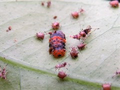 Ocyptamus gastrostactus