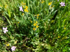 Amsinckia