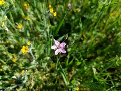 Erodium cicutarium