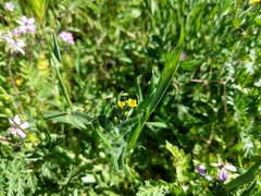 Amsinckia