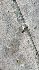 Apis mellifera