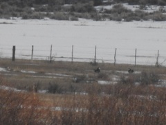 Centrocercus minimus