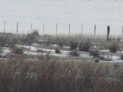 Centrocercus minimus