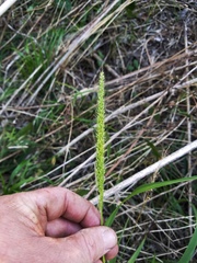 Setaria macrostachya
