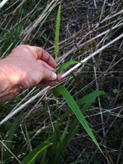 Setaria macrostachya