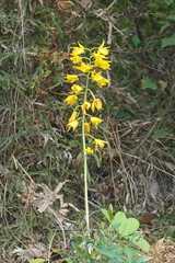 Eulophia flava