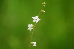Lithophragma bolanderi
