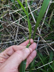 Setaria macrostachya