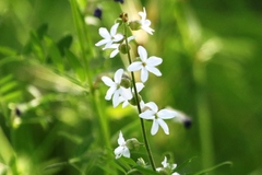 Lithophragma bolanderi
