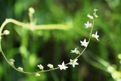 Lithophragma bolanderi