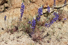 Lupinus benthamii