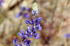 Lupinus benthamii