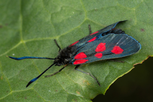 Paprastasis marguolis nuotrauka