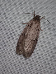 Semioscopis megamicrella