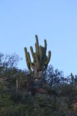 Trichocereus terscheckii