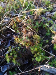 Acalypha radians