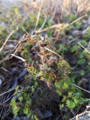 Acalypha radians