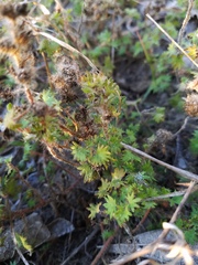 Acalypha radians