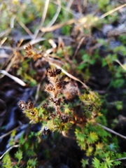 Acalypha radians