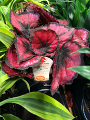 Begonia rex-cultorum
