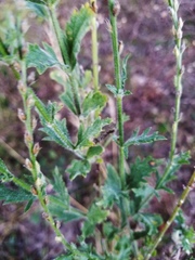 Verbena cloverae