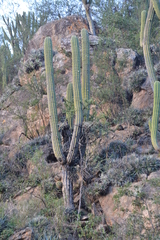 Trichocereus terscheckii