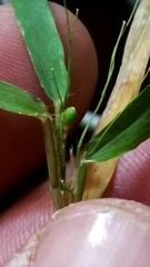 Dichanthelium nodatum