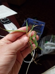 Dichanthelium nodatum