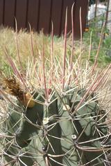 Ferocactus alamosanus