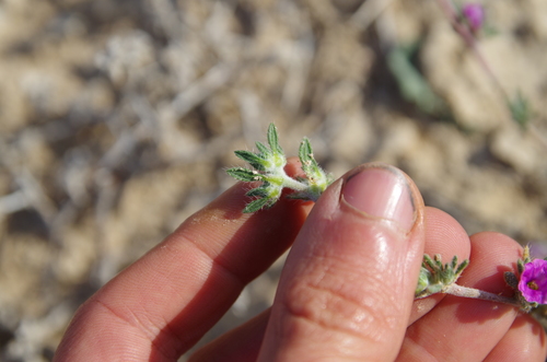 Image of Tiquilia gossypina by (c) Eric Knight, some rights reserved (CC BY)