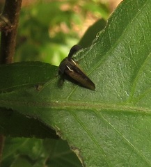 Centrotini