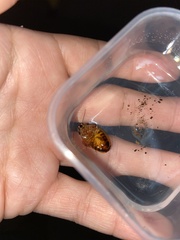 Pycnoscelus surinamensis