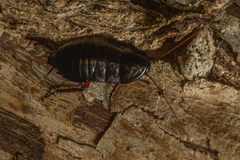 Maoriblatta