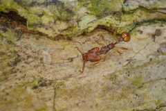 Orectognathus antennatus