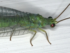 Plesiochrysa ramburi
