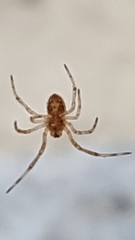 Parasteatoda tepidariorum