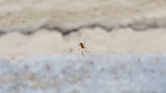 Parasteatoda tepidariorum