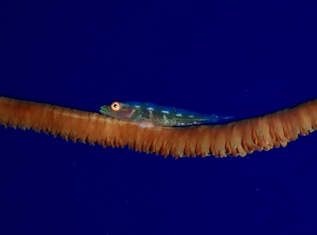 Sea-whip Goby
