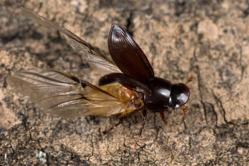 Night-flying Dung Beetle (Acrossus rufipes)  iNaturalist