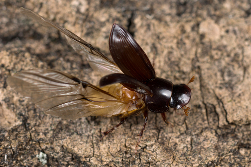 Night-flying Dung Beetle, photo 3 of 10