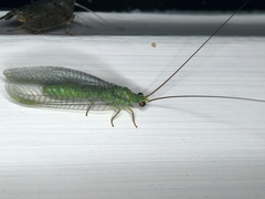 Plesiochrysa ramburi