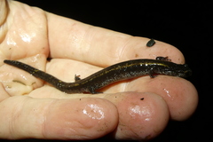 Plethodon vehiculum