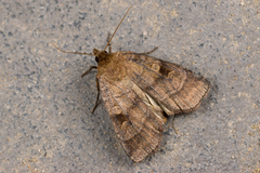 Paradiarsia punicea