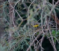 Myioborus brunniceps