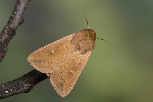 Gelsvarudis Pievinukas nuotrauka