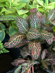 Fittonia