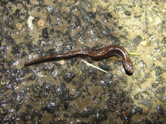 Plethodon vehiculum